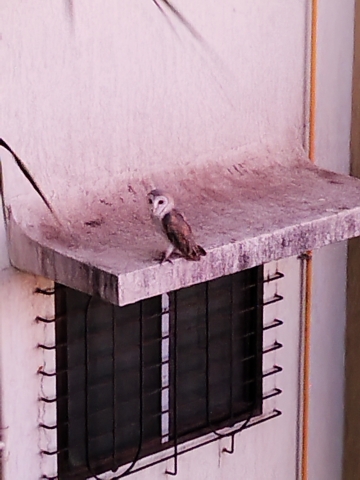 barn_owl.jpg