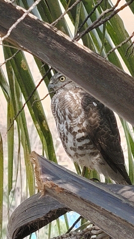 bird6.jpg