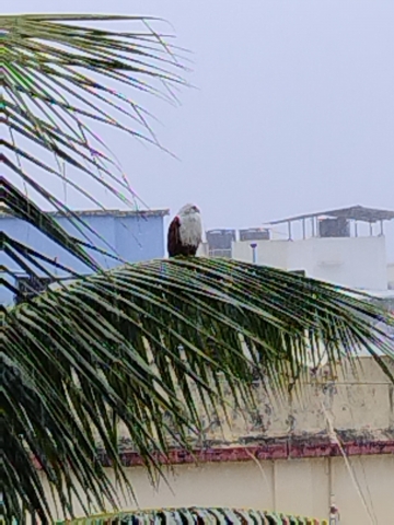 brahmi_kite.jpg