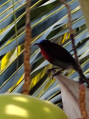 sunbird.jpg