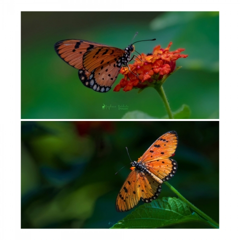 collage_export_206118b0-3eb8-4eaf-a877-80f6840d6d44.jpeg