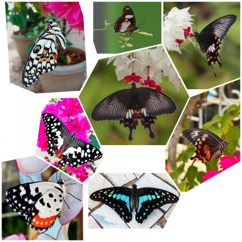 collage_export_5571d465-074c-4a7c-9a46-1abd5fcc89b7.jpeg