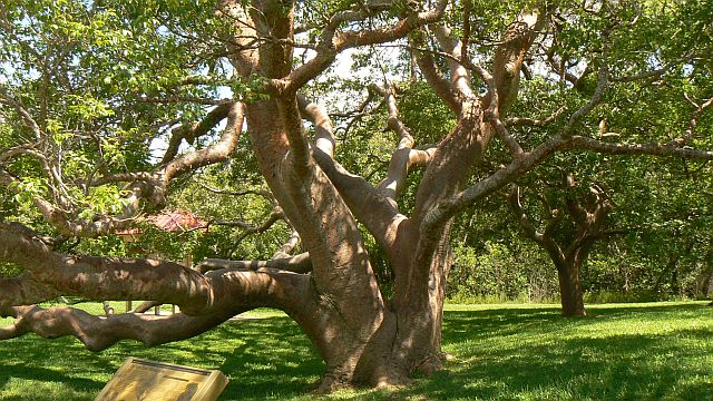 Gumbo_Limbo_Tree__0.JPG